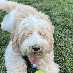 Maggie the Australian Labradoodle