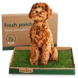 Fresh Patch Real Grass Patch (Small–Medium, under 15 lb)
