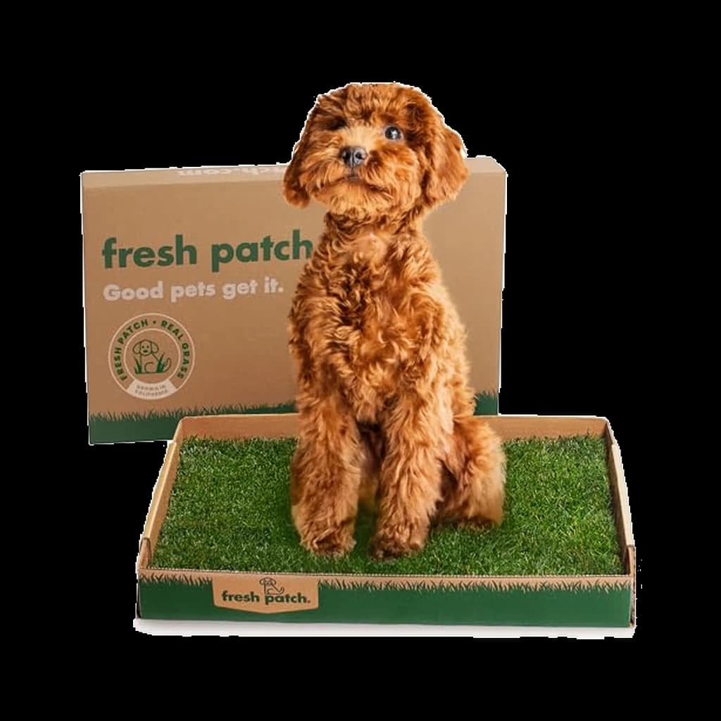 Fresh Patch Real Grass Patch (Standard, pets under 15 lb) — independently researched training pick on PawBench