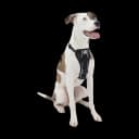 Kurgo Tru-Fit Smart Harness