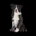 PetSafe 1-Piece Sliding Glass Pet Door