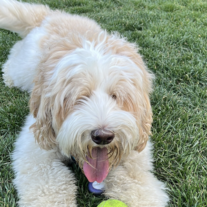 Maggie the Australian Labradoodle